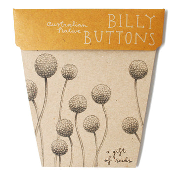 SOW N SOW - BILLY BUTTONS GIFT OF SEEDS